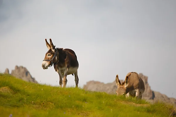 Burro Grazing en el alp — Foto de Stock