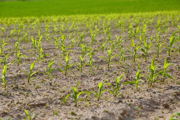 Campo agrícola com plantas — Fotografia de Stock