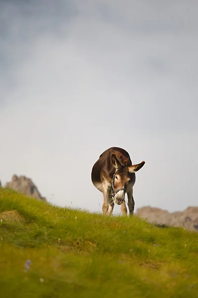 Grazing Donkey i — Stock Photo, Image