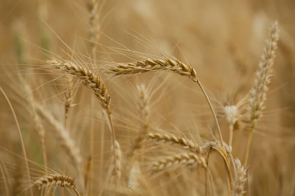 Wheat field detail — Stock Photo, Image