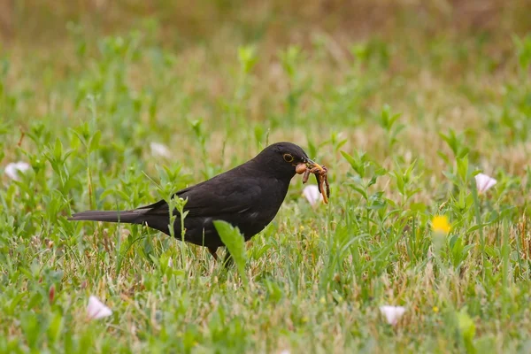 Blackbird eating worms — Stock Photo, Image