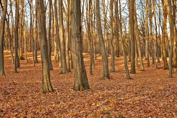 秋の森詳細 — ストック写真