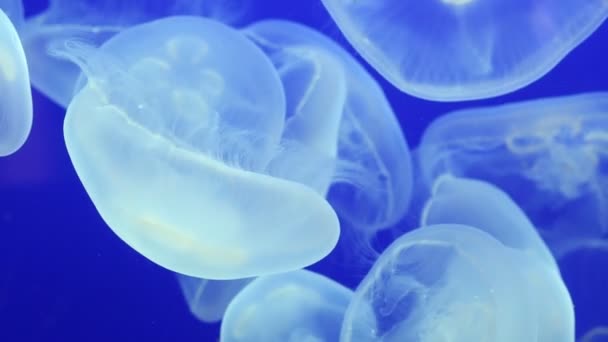 Dryfujące tło meduzy — Wideo stockowe