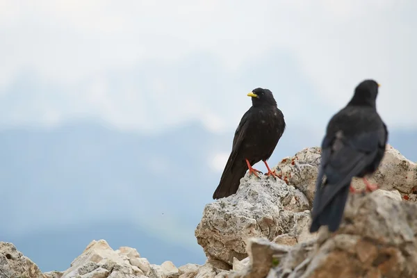 Crows on the Mountain — Stock Photo, Image