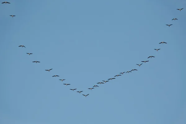 Gansos volando en formación — Foto de Stock