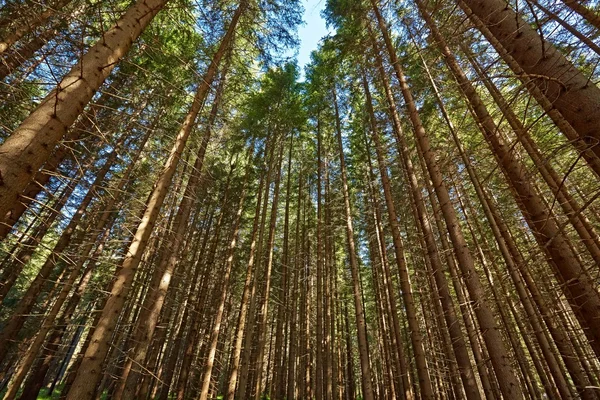 Bosque de Pinos — Foto de Stock