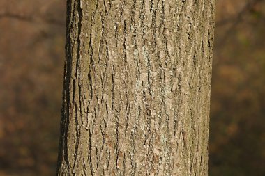 Ağaç gövde portre