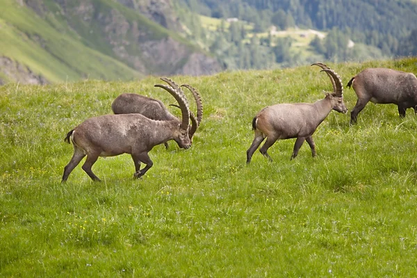 Alpesi kőszáli kecske, legelő — Stock Fotó