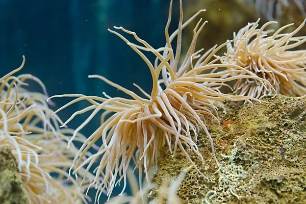 Zeeanemonen closeup — Stockfoto