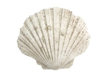 tarak shell portre
