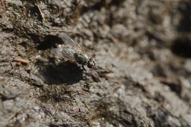 Hayvan dışkısını sinek