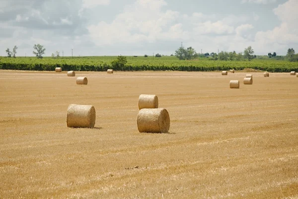 Campo agrícola con fardos — Foto de Stock