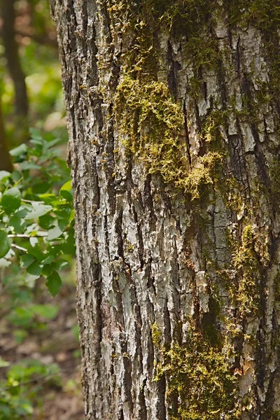 Árbol tronco primer plano — Foto de Stock