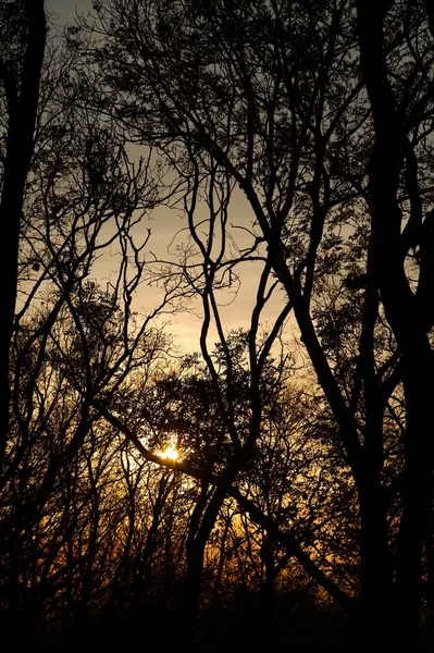 Bare tree branches — Stock Photo, Image