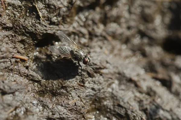 Zboară pe excremente animale — Fotografie, imagine de stoc