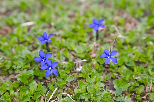 Küçük Alp çiçek — Stok fotoğraf