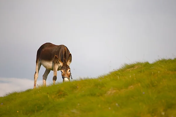 Grazing Donkey i — Stock Photo, Image