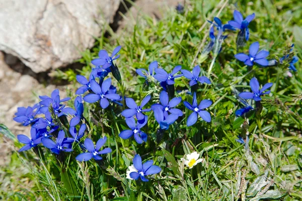 Kleine Alpenblume — Stockfoto