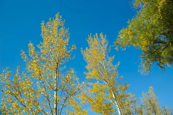 Tapas de árboles de otoño —  Fotos de Stock