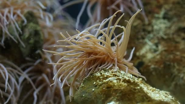 Primo piano dell'anemone marino — Video Stock