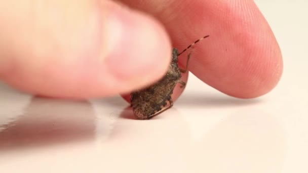 Gros plan sur la punaise puante