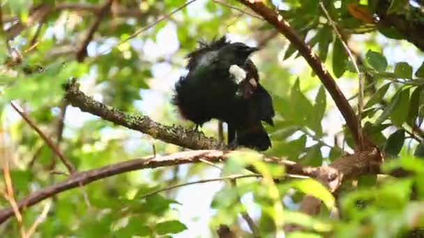 Tui pájaro en los árboles — Vídeos de Stock