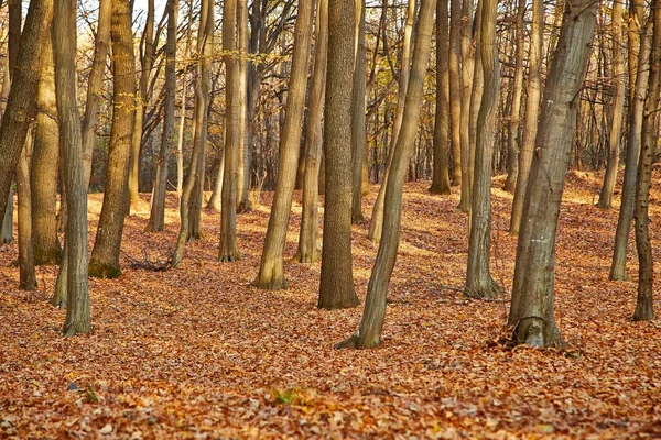 가을 숲 세부 사항 — 스톡 사진