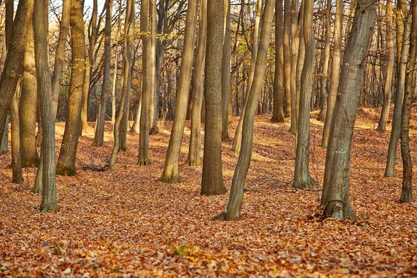 Autumn Forest Detail — Stock Photo, Image