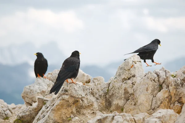 Krähen auf dem Berg — Stockfoto