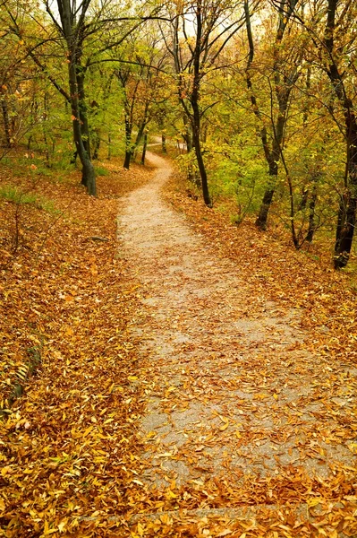 Sentier du parc d'automne — Photo