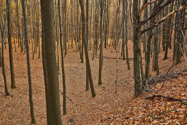Detalhe da floresta de outono — Fotografia de Stock
