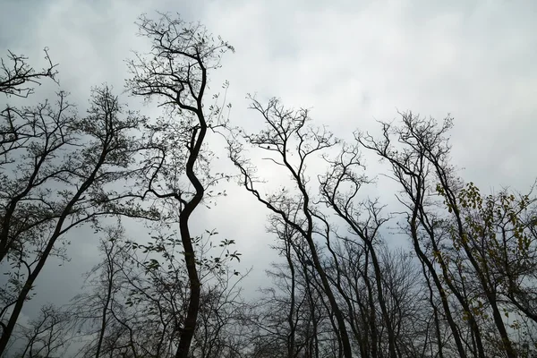 Ramas de árboles desnudos — Foto de Stock