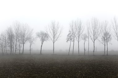 Sisin içinde treees