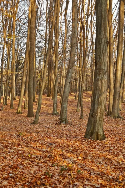 Détail de forêt d'automne — Photo