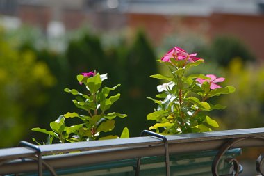 küçük çiçek portre