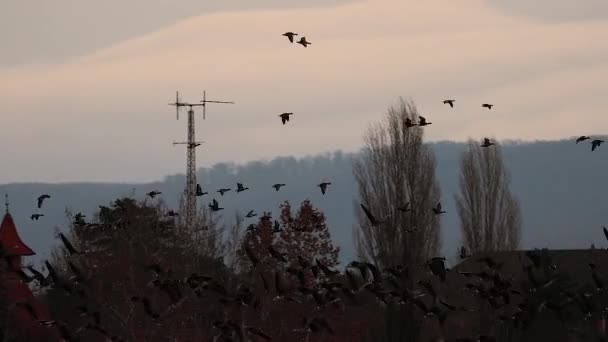 Багато гусей, що летіли — стокове відео