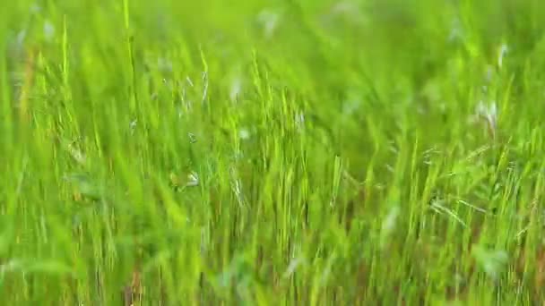 Yeşil çayır rüzgarda hışırdıyor ağır çekimde — Stok video