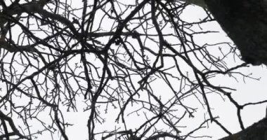 Rüzgarda çıplak ağaç dalları