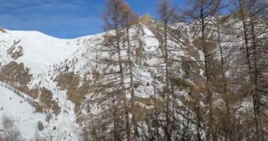 Kış Dağı Ormanı