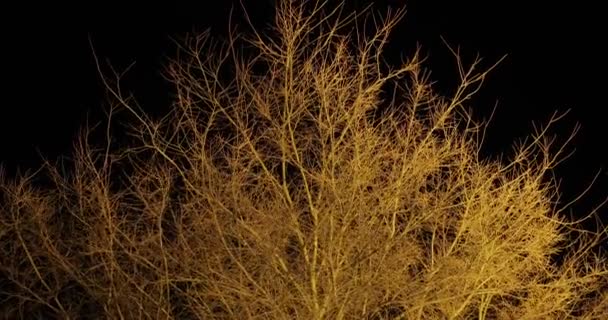 Κομψά κλαδιά δέντρων τη νύχτα — Αρχείο Βίντεο