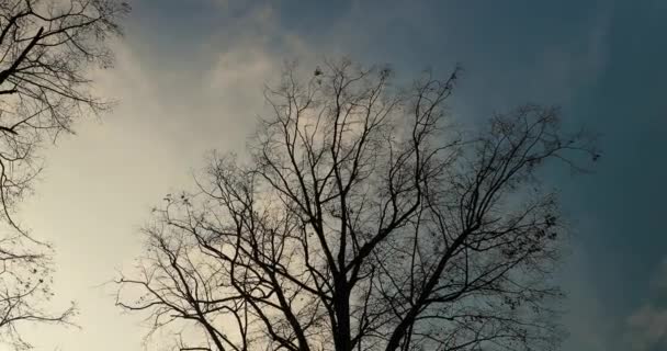Holé větve stromů ve větru — Stock video