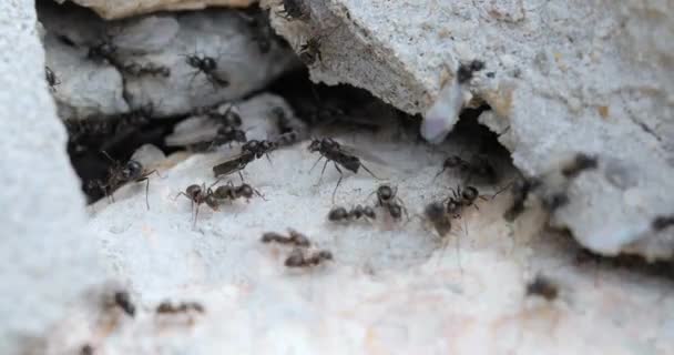 Kolonia mrówek w betonowej dziurze — Wideo stockowe