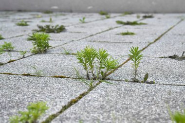 Weed growing in a deserted urban area clipart