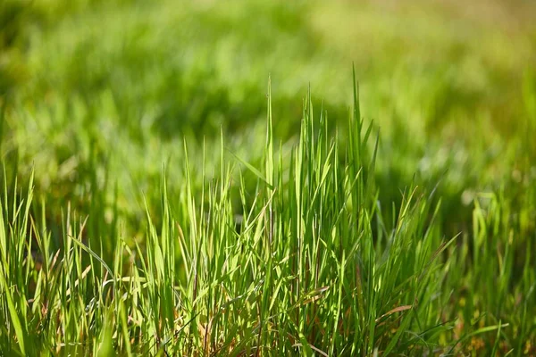 Campo de hierba verde —  Fotos de Stock