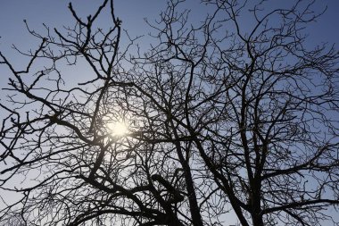 Çıplak ağaç dalları