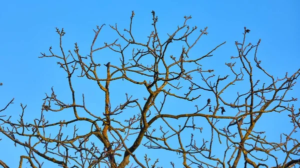 Ramos de árvores nuas no vento — Fotografia de Stock