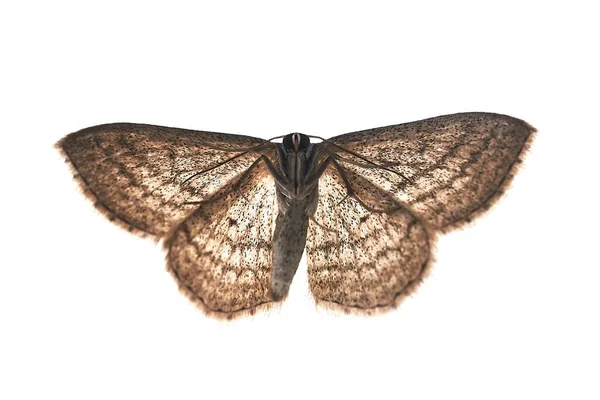 Moth med vit bakgrund — Stockfoto