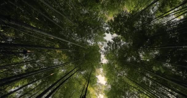 Bosque de bambú de Kyoto, inclínese hacia arriba — Vídeo de stock