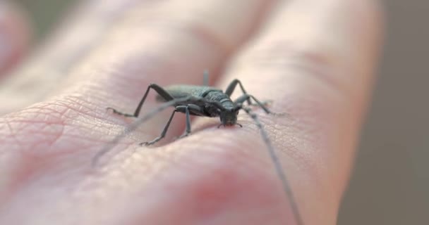 Longhorn beetle crawling — Stock Video