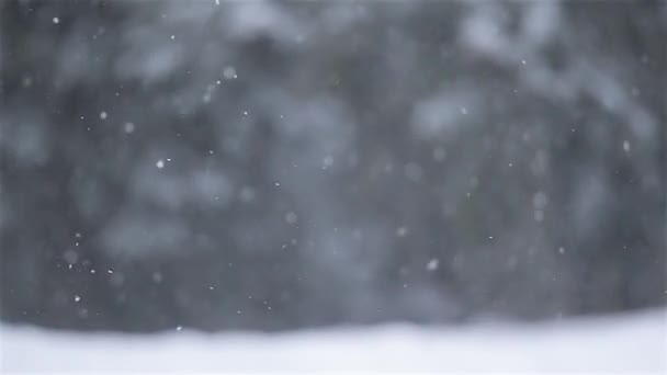 Padající sníh strom v pozadí — Stock video